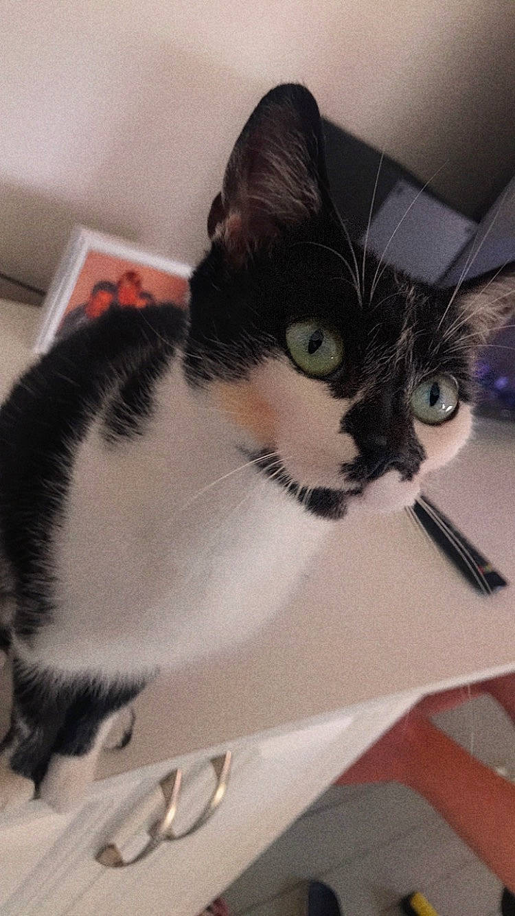 Gaya participe au concours pour gagner de l'argent avec cette photo : box, cardboard, carnivore, cat, claw, comfort, domestic_short_haired_cat, felidae, fur, packaging_and_labeling, paper_product, paw, pet_supply, small_to_medium_sized_cats, snout, tail, whiskers