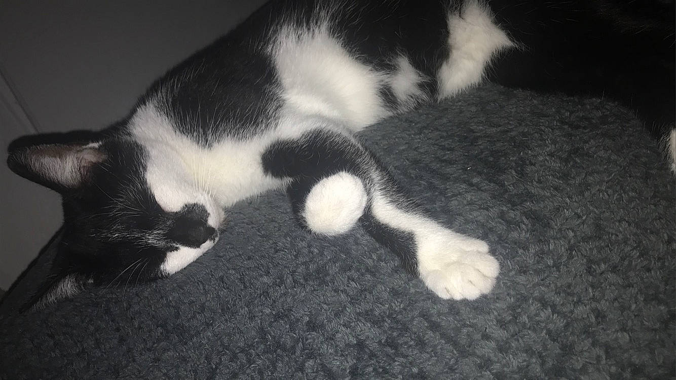 Gaya a rejoint le concours — aidez-le/la à gagner de superbes lots ! carnivore, cat, claw, comfort, darkness, dog_breed, domestic_short_haired_cat, felidae, fur, mammal, monochrome, monochrome_photography, paw, small_to_medium_sized_cats, snout, tail, terrestrial_animal, vertebrate, whiskers, wood