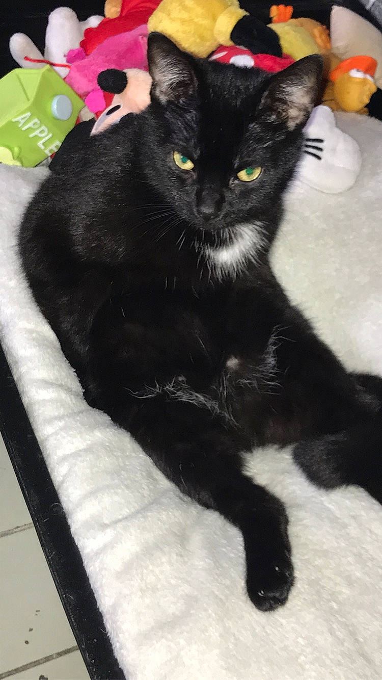 Black participe au concours pour gagner de l'argent avec cette photo : black, black_cat, bombay, carnivore, cat, claw, comfort, domestic_short_haired_cat, felidae, fur, paw, plant, sitting, small_to_medium_sized_cats, tail, terrestrial_animal, whiskers