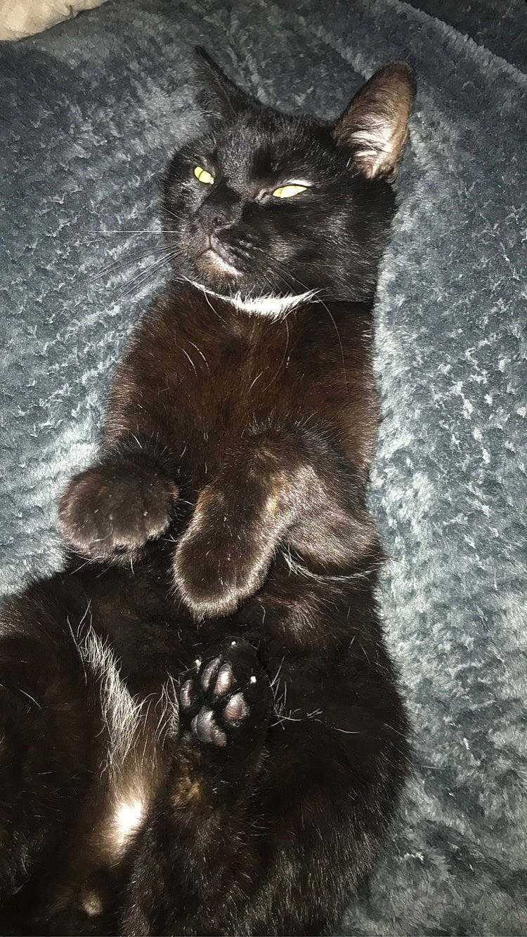 Black a rejoint le concours — aidez-le/la à gagner de superbes lots ! black_cat, carnivore, cat, claw, darkness, domestic_short_haired_cat, felidae, flooring, fur, monochrome, monochrome_photography, paw, photo_caption, shadow, small_to_medium_sized_cats, snout, tail, terrestrial_animal, whiskers, wildlife