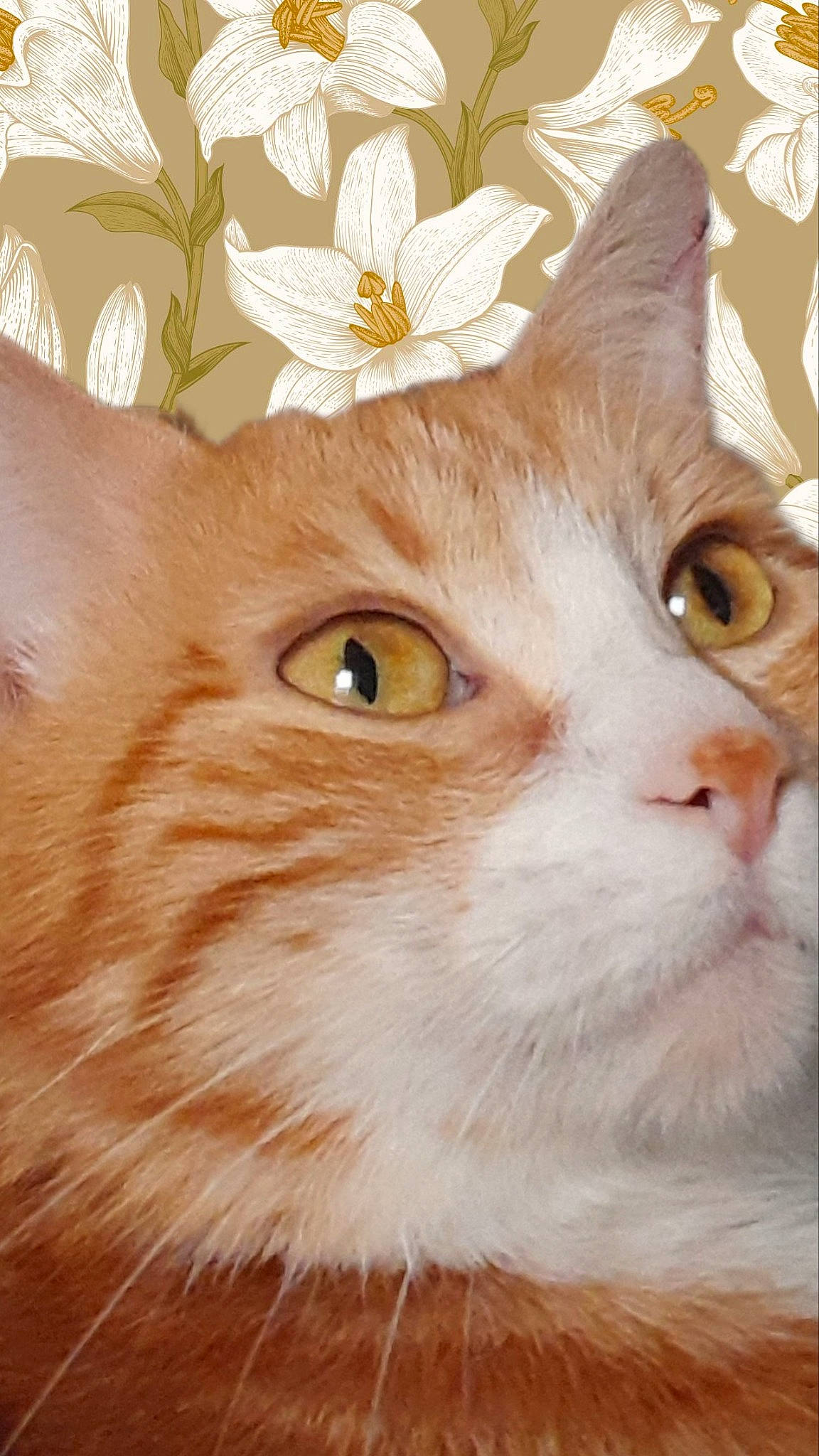 Miou a rejoint le concours — aidez-le/la à gagner de superbes lots ! art, carnivore, cat, close_up, domestic_short_haired_cat, fawn, felidae, flower, fur, peach, petal, plant, small_to_medium_sized_cats, snout, terrestrial_animal, whiskers, window, wood