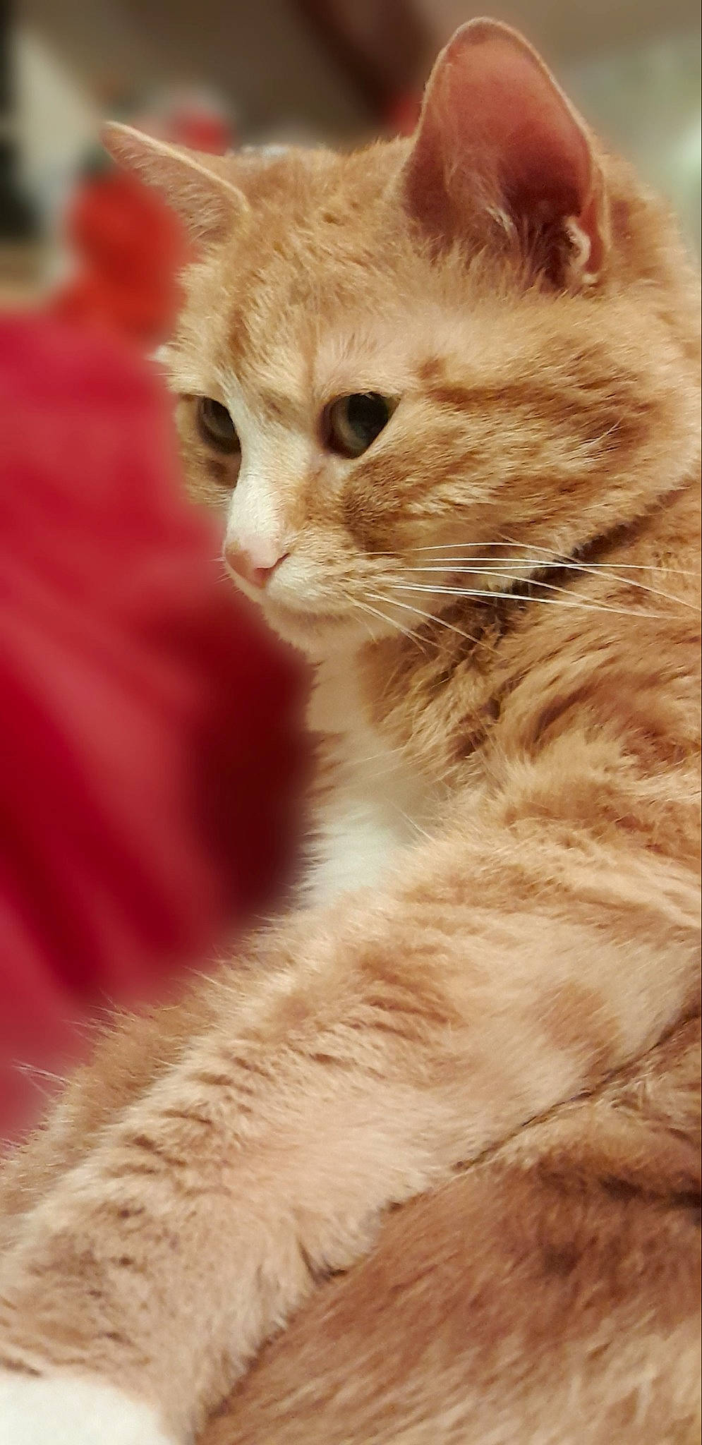 Miou participe au concours pour gagner de l'argent avec cette photo : carnivore, cat, domestic_short_haired_cat, fawn, felidae, fur, small_to_medium_sized_cats, snout, terrestrial_animal, whiskers, wildlife