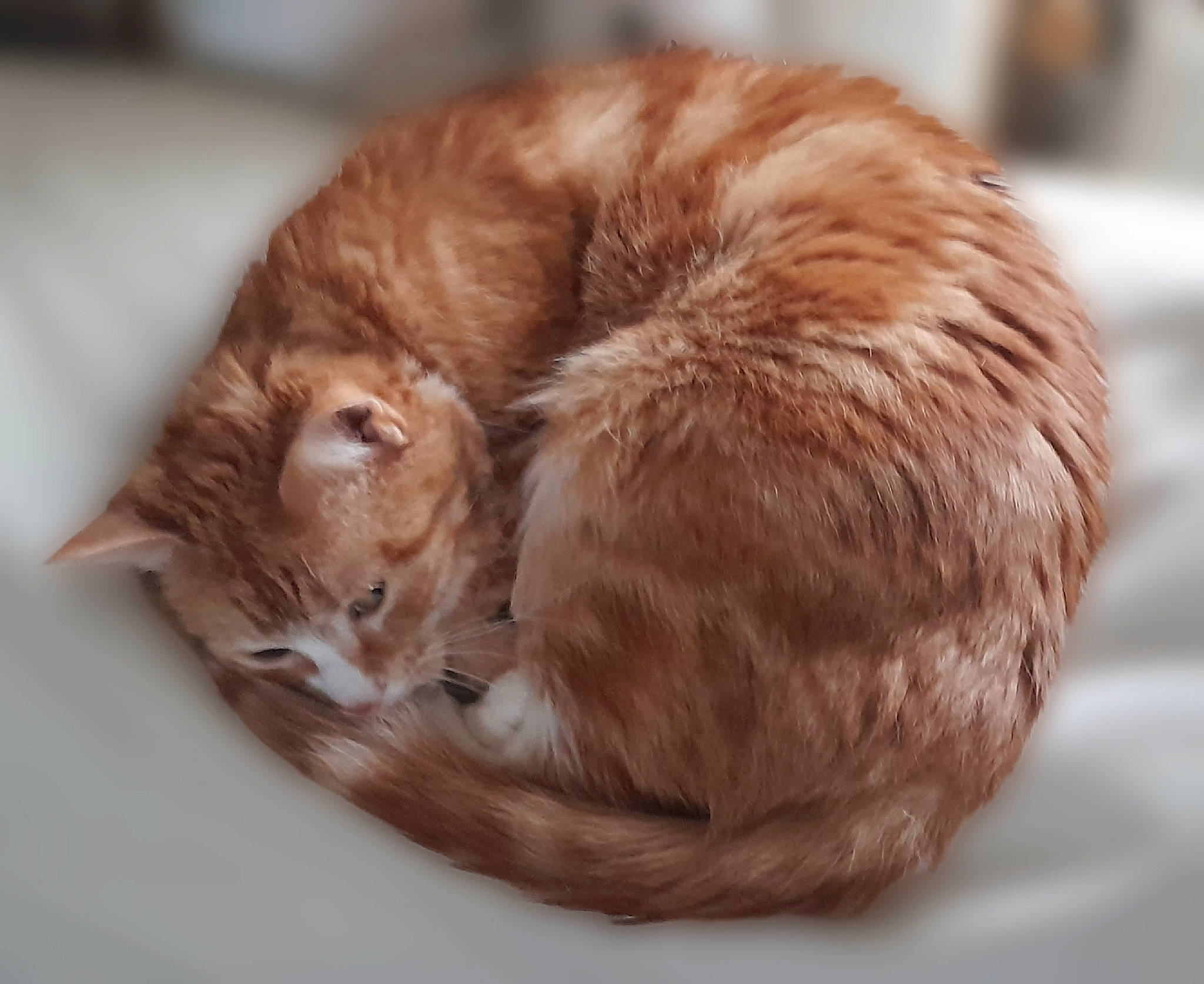 Miou participe au concours pour gagner de l'argent avec cette photo : carnivore, cat, cat_supply, claw, comfort, domestic_short_haired_cat, eye, fawn, felidae, fur, liver, nap, natural_material, paw, small_to_medium_sized_cats, snout, tail, terrestrial_animal, whiskers, wood