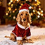 dog, christmas_hat, christmas_tree, holiday, festive, red_clothing, fur, pet, cute, indoors, carpet, decorations, celebration, seasonal, warm_lighting, portrait, animal, costume, sitting, fluffy