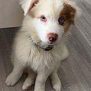 Aïko participe au concours pour gagner de l'argent avec cette photo : puppy, dog, blue_eyes, fluffy, sitting, floor, table, indoor, pet, young_dog, cute, collar, white, brown_spots, fur, animal, adorable, looking_up, domestic_animal, companion