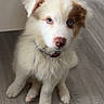 puppy, dog, blue_eyes, fluffy, sitting, floor, table, indoor, pet, young_dog, cute, collar, white, brown_spots, fur, animal, adorable, looking_up, domestic_animal, companion