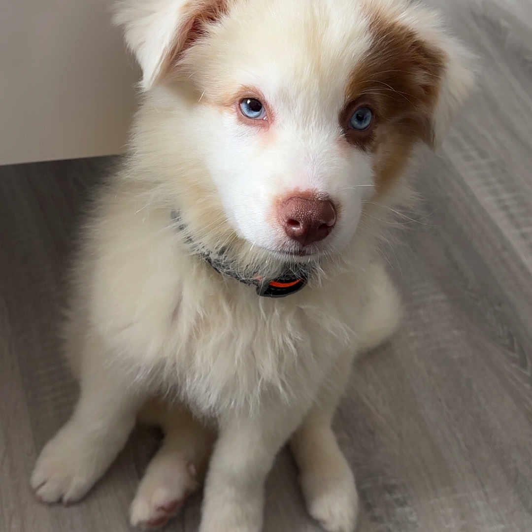 Aïko participe au concours pour gagner de l'argent avec cette photo : puppy, dog, blue_eyes, fluffy, sitting, floor, table, indoor, pet, young_dog, cute, collar, white, brown_spots, fur, animal, adorable, looking_up, domestic_animal, companion