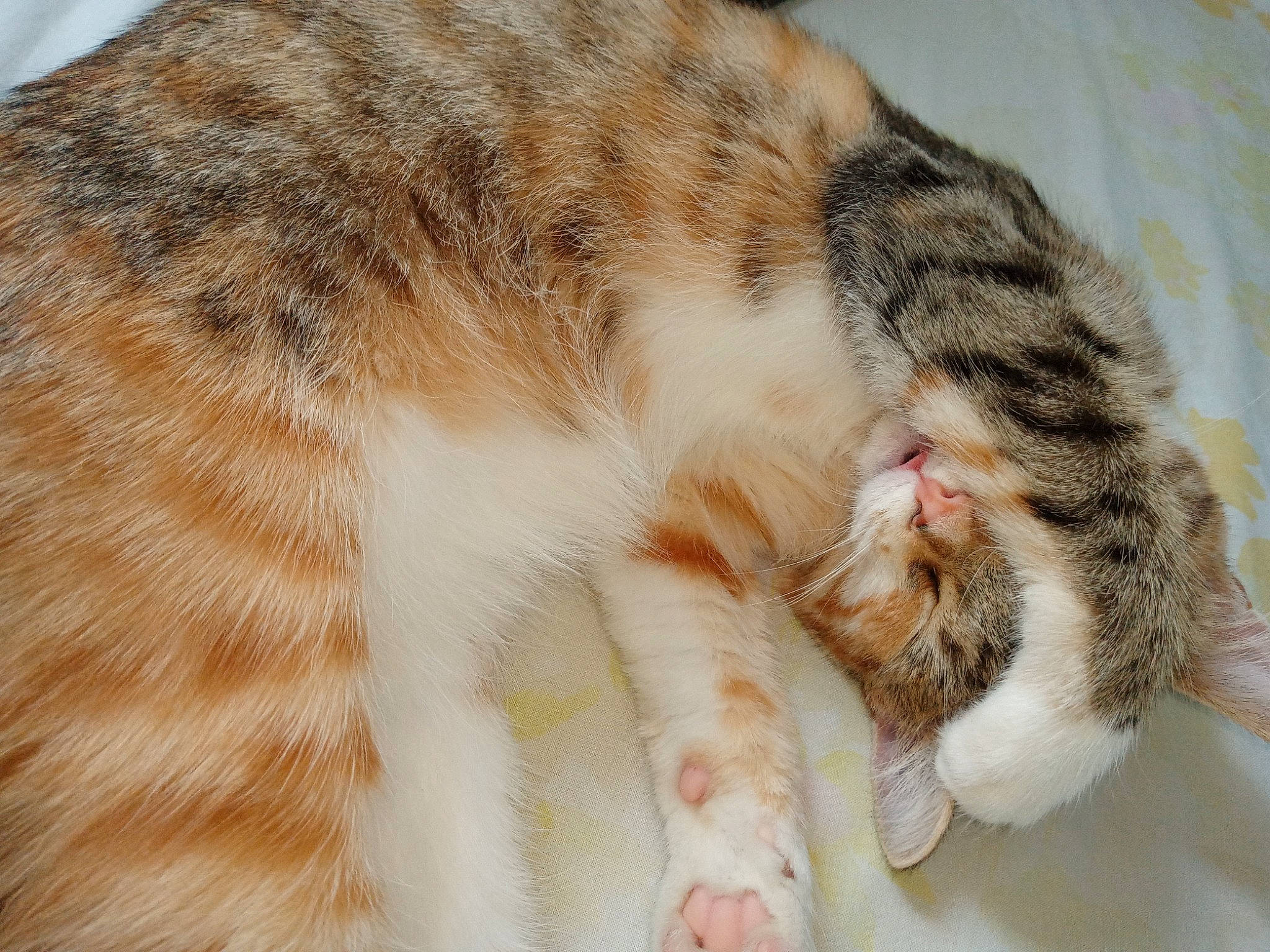 Ruby a rejoint le concours — aidez-le/la à gagner de superbes lots ! carnivore, cat, cat_bed, claw, close_up, comfort, domestic_short_haired_cat, fawn, felidae, fur, nap, paw, sleep, small_to_medium_sized_cats, snout, tail, terrestrial_animal, whiskers