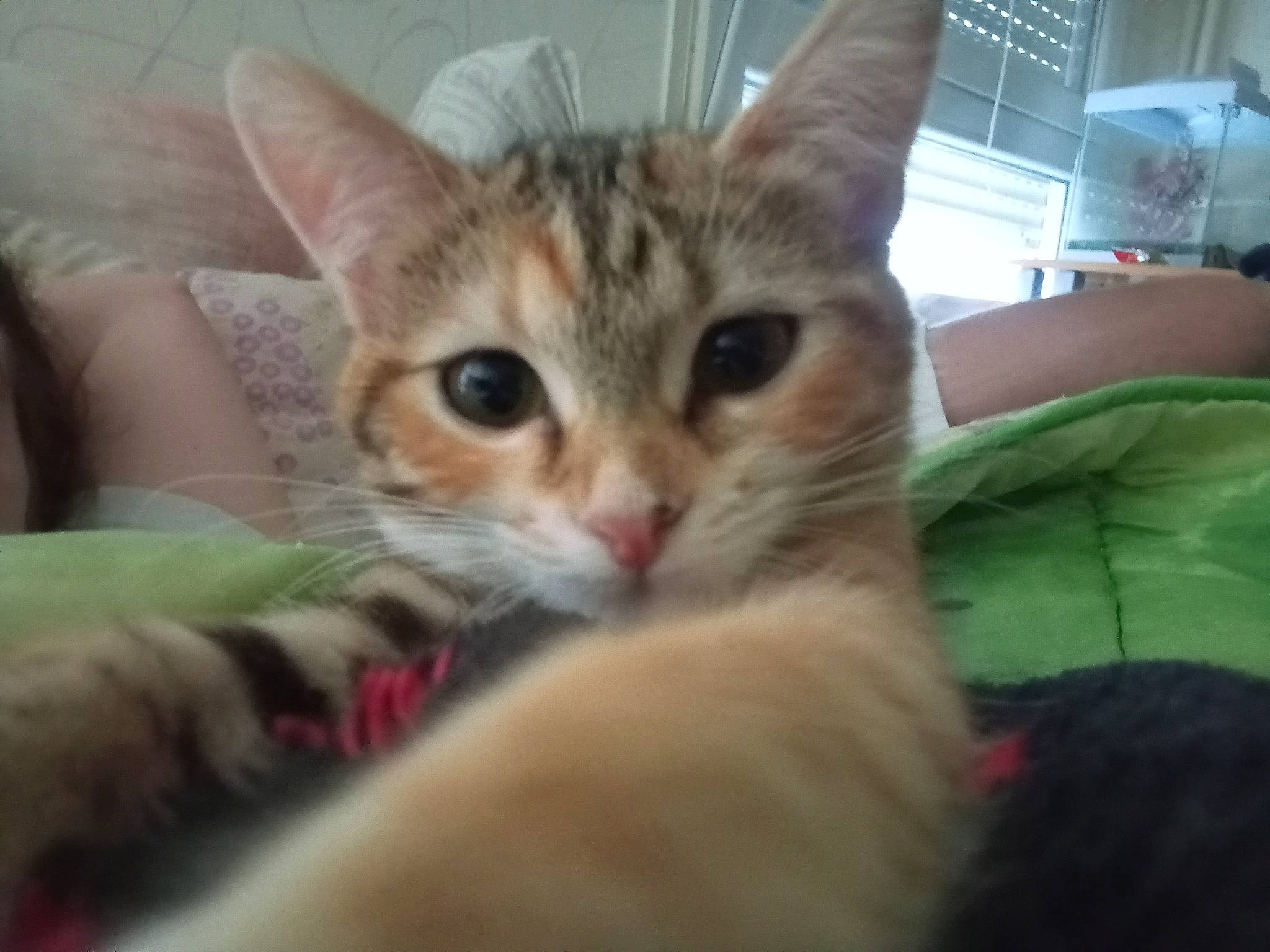 Ruby a rejoint le concours — aidez-le/la à gagner de superbes lots ! bed, carnivore, cat, claw, comfort, couch, domestic_short_haired_cat, fawn, felidae, fur, paw, small_to_medium_sized_cats, snout, whiskers