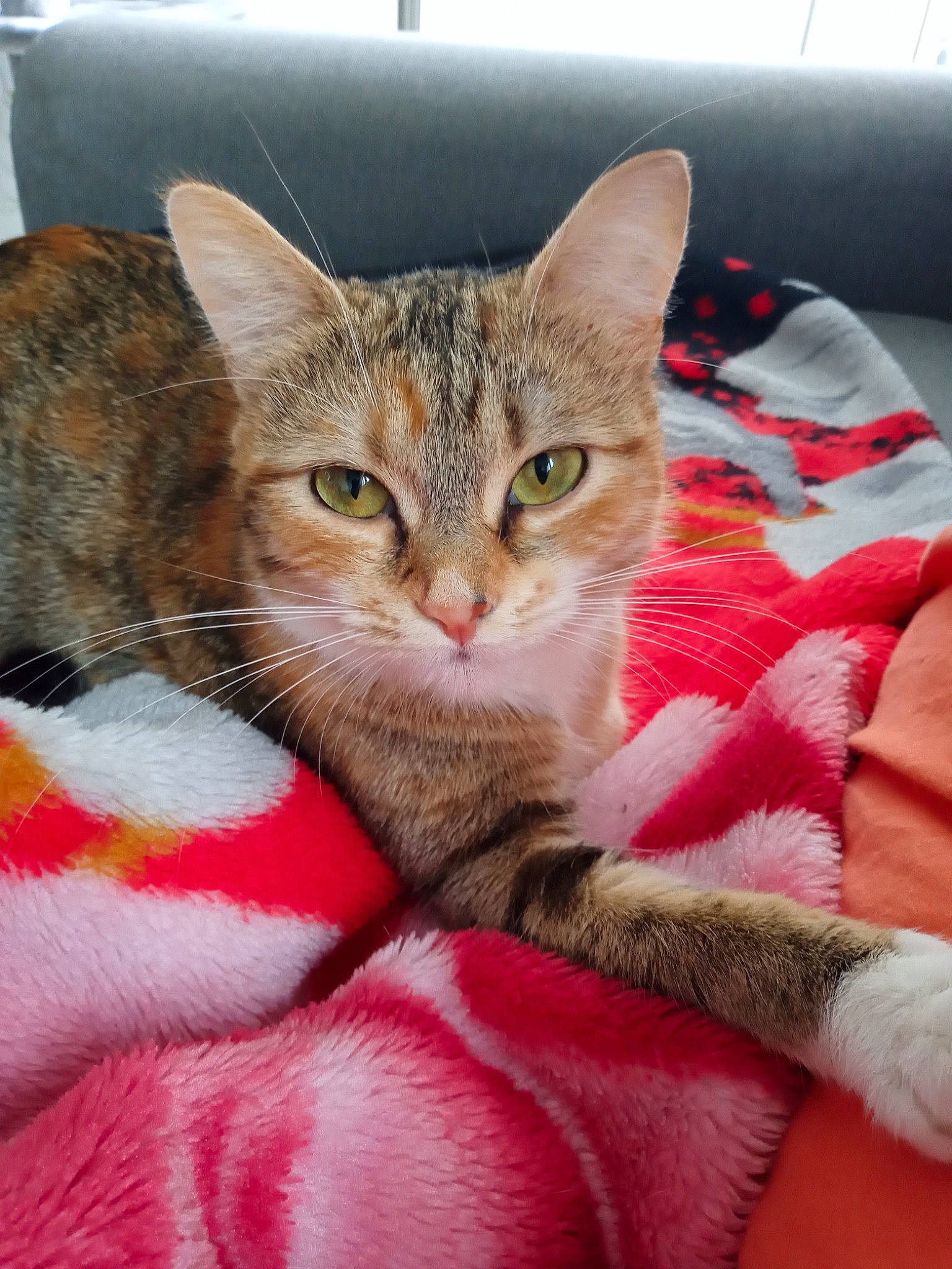 Ruby participe au concours pour gagner de l'argent avec cette photo : carnivore, cat, cat_supply, claw, comfort, domestic_short_haired_cat, fawn, felidae, fur, linens, pattern, paw, room, small_to_medium_sized_cats, snout, textile, whiskers, window