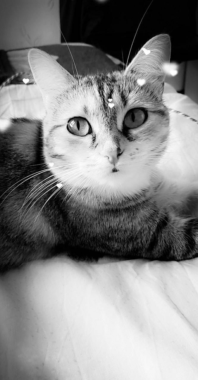 Ruby participe au concours pour gagner de l'argent avec cette photo : black, black_and_white, carnivore, cat, domestic_short_haired_cat, ear, eye, felidae, fur, grey, hair, head, monochrome, monochrome_photography, paw, small_to_medium_sized_cats, snout, stock_photography, style, whiskers