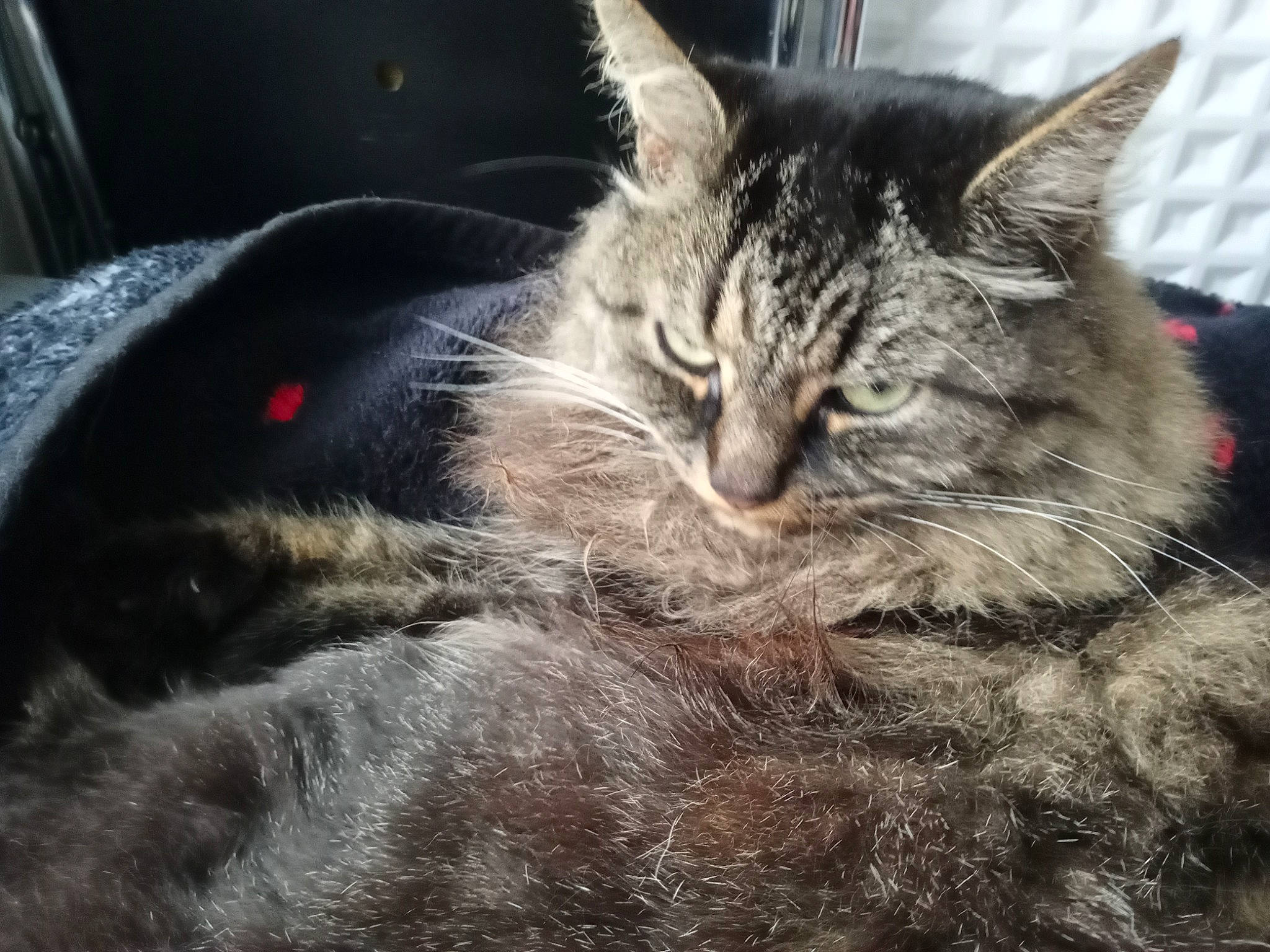 Fripouille a rejoint le concours — aidez-le/la à gagner de superbes lots ! carnivore, cat, claw, comfort, domestic_short_haired_cat, felidae, fur, grey, paw, plant, sky, small_to_medium_sized_cats, snout, tree, whiskers