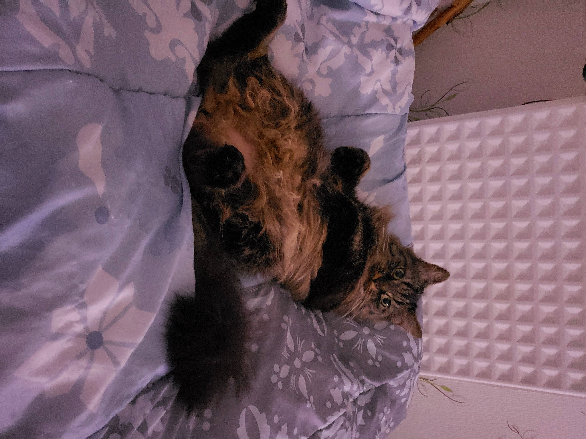 Fripouille a rejoint le concours — aidez-le/la à gagner de superbes lots ! bed, big_cats, canidae, carnivore, cat, comfort, dog_breed, domestic_short_haired_cat, fawn, feather, felidae, fur, linens, pattern, paw, small_to_medium_sized_cats, tail, terrestrial_animal, textile, whiskers