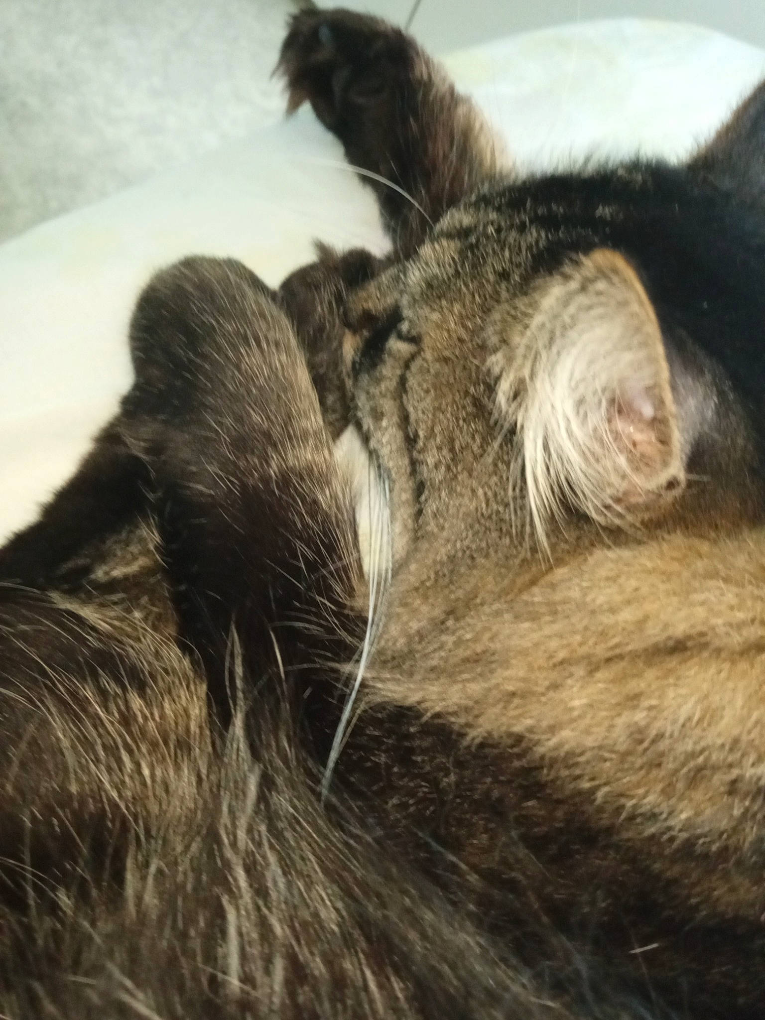 Fripouille participe au concours pour gagner de l'argent avec cette photo : canidae, carnivore, cat, claw, comfort, dog_breed, domestic_short_haired_cat, ear, felidae, fur, nap, paw, sleep, small_to_medium_sized_cats, sporting_group, tail, terrestrial_animal, whiskers, wood