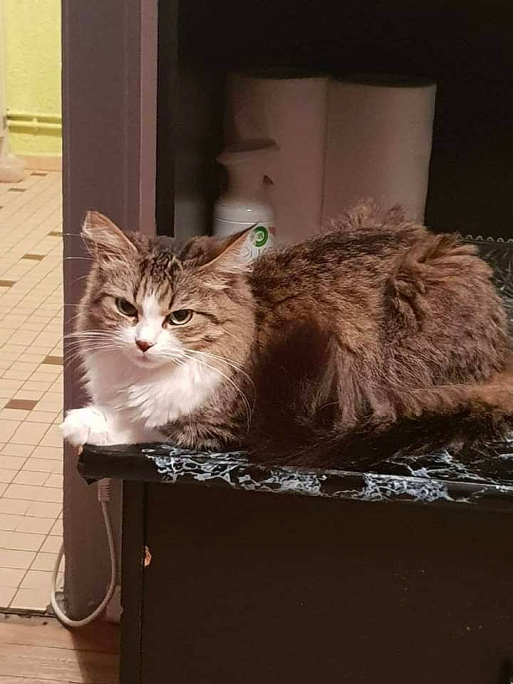 Coquine participe au concours pour gagner de l'argent avec cette photo : box, cardboard, carnivore, cat, claw, comfort, domestic_short_haired_cat, door, fawn, felidae, flooring, fur, hardwood, sitting, small_to_medium_sized_cats, tail, terrestrial_animal, whiskers, window, wood