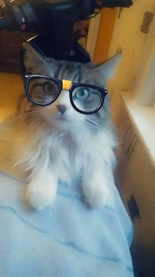 Coquine a rejoint le concours — aidez-le/la à gagner de superbes lots ! beard, cat, eye, eyewear, facial_hair, fashion_accessory, felidae, fur, glasses, hair, moustache, personal_protective_equipment, small_to_medium_sized_cats, snout, street_light, vision_care, whiskers