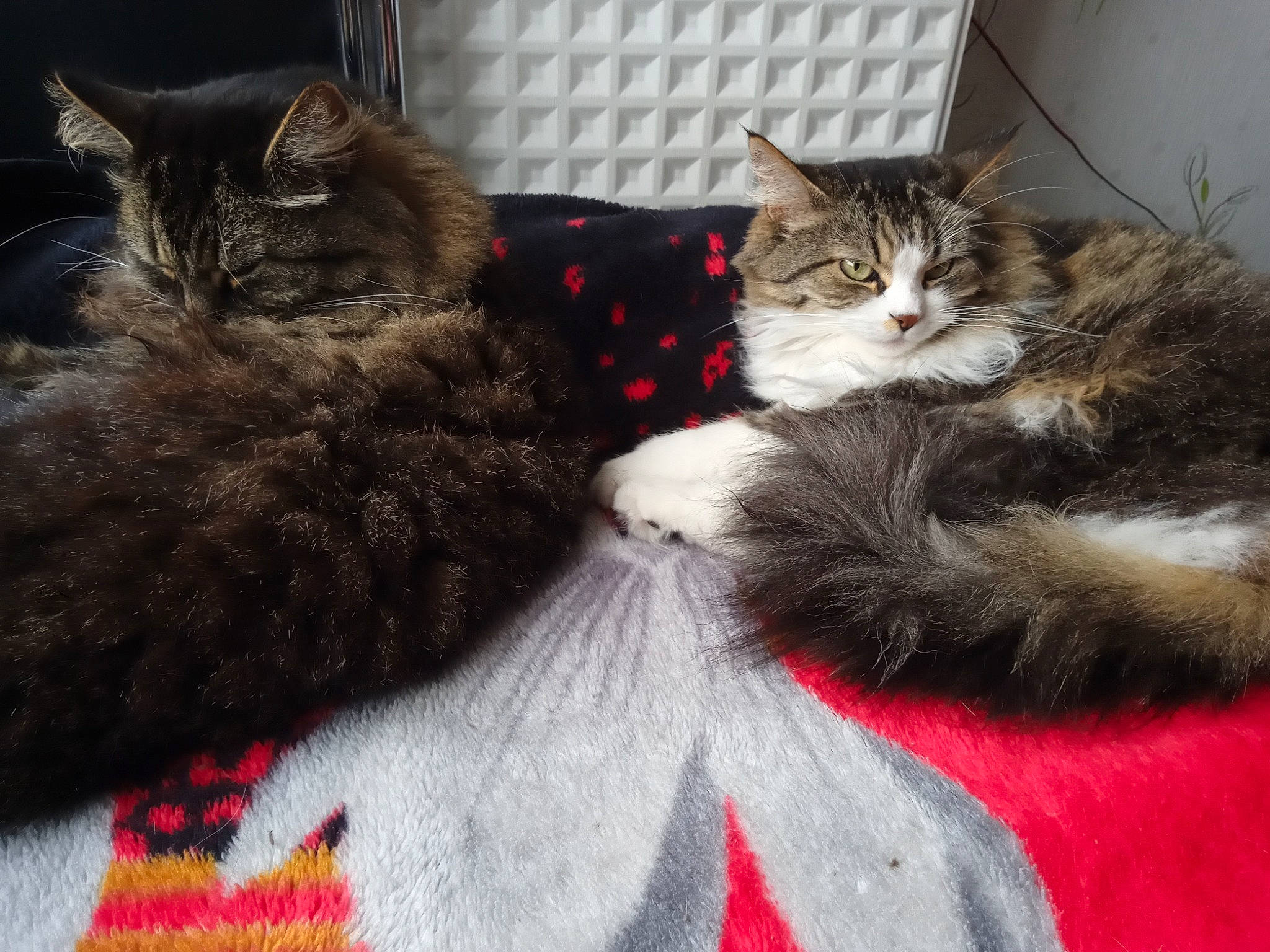 Coquine participe au concours pour gagner de l'argent avec cette photo : carnivore, cat, claw, comfort, domestic_short_haired_cat, event, fawn, felidae, fur, grey, lap, mammal, nap, pattern, paw, small_to_medium_sized_cats, snout, tail, textile, whiskers