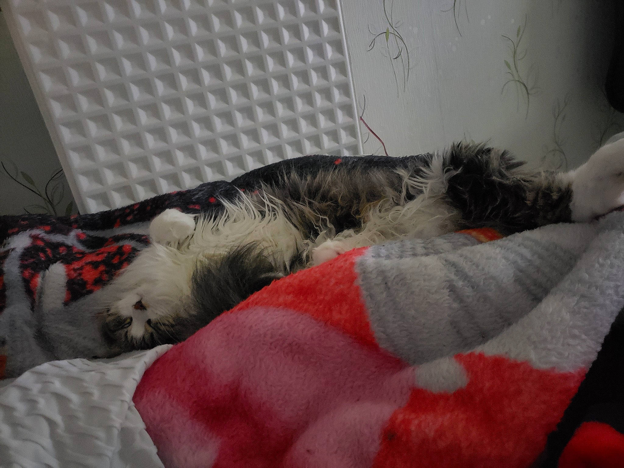 Coquine a rejoint le concours — aidez-le/la à gagner de superbes lots ! bedding, canidae, carnivore, cat, comfort, companion_dog, couch, dog_breed, domestic_short_haired_cat, felidae, fur, grey, linens, paw, room, small_to_medium_sized_cats, sporting_group, tail, textile, whiskers