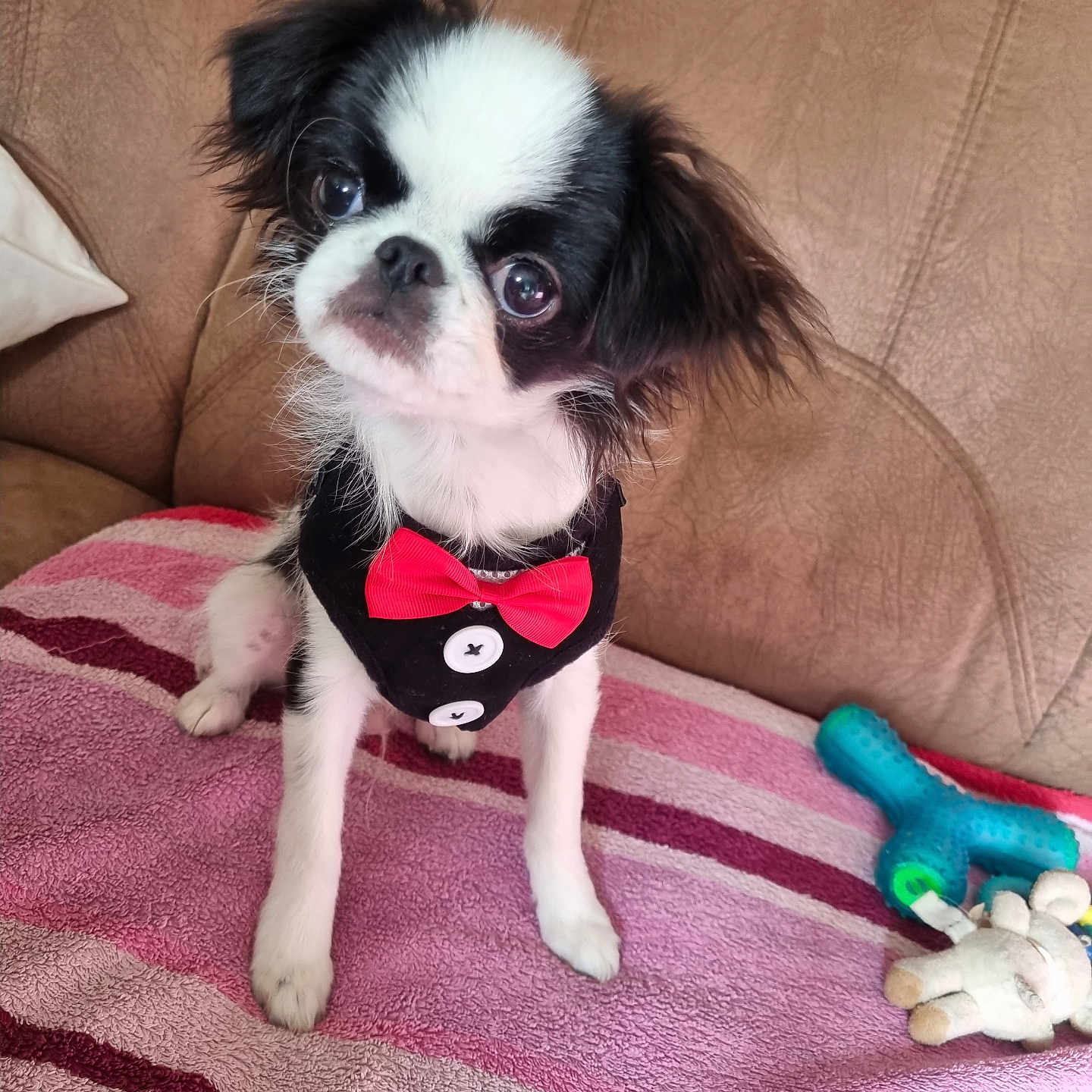 Ti Loulou a rejoint le concours — aidez-le/la à gagner de superbes lots ! accessories, animal, architecture, building, canine, chair, cockerspaniel, couch, cushion, dog, formalwear, furniture, homedecor, indoors, livingroom, papillon, pet, puppy, tie, toy