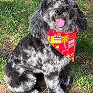 Ella joined the competition — help win amazing prizes! dog, curly_fur, bandana, grass, outdoor, pet, tongue_out, happy, animal, black_and_white, sunlight, sitting, cute, nature, domestic_animal, friendly, fur, canine, playful, portrait