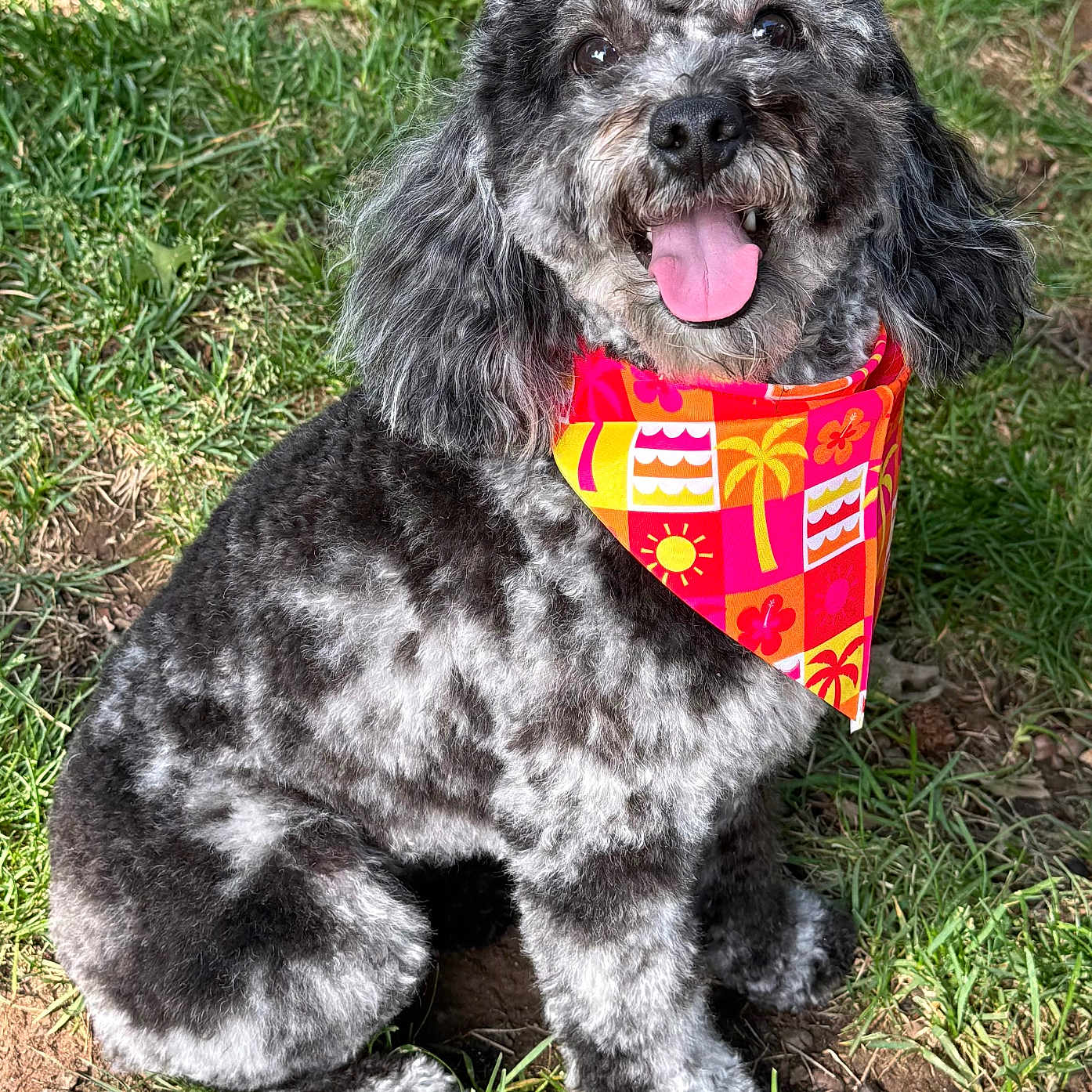 Ella joined the competition — help win amazing prizes! dog, curly_fur, bandana, grass, outdoor, pet, tongue_out, happy, animal, black_and_white, sunlight, sitting, cute, nature, domestic_animal, friendly, fur, canine, playful, portrait