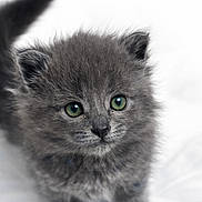 Tom joined the competition — help win amazing prizes! kitten, cat, gray_fur, green_eyes, fluffy, pet, animal, cute, young, small, whiskers, tail, fur, indoor, soft, portrait, curious, standing, closeup, adorable