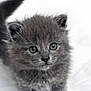 kitten, cat, gray_fur, green_eyes, fluffy, pet, animal, cute, young, small, whiskers, tail, fur, indoor, soft, portrait, curious, standing, closeup, adorable