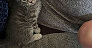 Tazz joined the competition — help win amazing prizes! kitten, cat, gray_cat, striped_fur, blue_eyes, animal, pet, sitting, sofa, couch, cushion, blanket, indoor, home, portrait, close_up, whiskers, ears, fluffy, cute