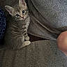 kitten, cat, gray_cat, striped_fur, blue_eyes, animal, pet, sitting, sofa, couch, cushion, blanket, indoor, home, portrait, close_up, whiskers, ears, fluffy, cute