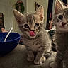 Tazz is registered to the contest to win money with this photo: cat, kitten, gray_cat, two_cats, animal, pet, cute, adorable, tongue_out, big_eyes, whiskers, ears, fur, sitting, indoor, home, bowl, spoon, table, portrait