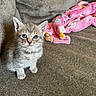 Tazz is registered to the contest to win money with this photo: cat, kitten, blue_eyes, sitting, couch, blanket, pink_blanket, gray_fur, striped_fur, fluffy, whiskers, ears, paws, animal, pet, indoors, home, portrait, cute, carpet