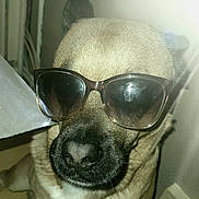 Munch a rejoint le concours — aidez-le/la à gagner de superbes lots ! dog, sunglasses, indoors, closeup, light_flare, face, pet, cool, brown_fur, snout, whiskers, nose, seated, background, wall, power_outlet, reflection, shadow, portrait, animal