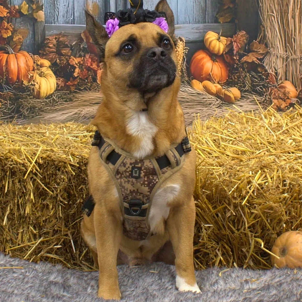 Munch a rejoint le concours — aidez-le/la à gagner de superbes lots ! animal, autumn, background, brown_dog, cozy, cute, decorations, dog, fall, festive, flower_headband, harness, hay_bales, indoor, pet, portrait, pumpkins, rug, seasonal, sitting