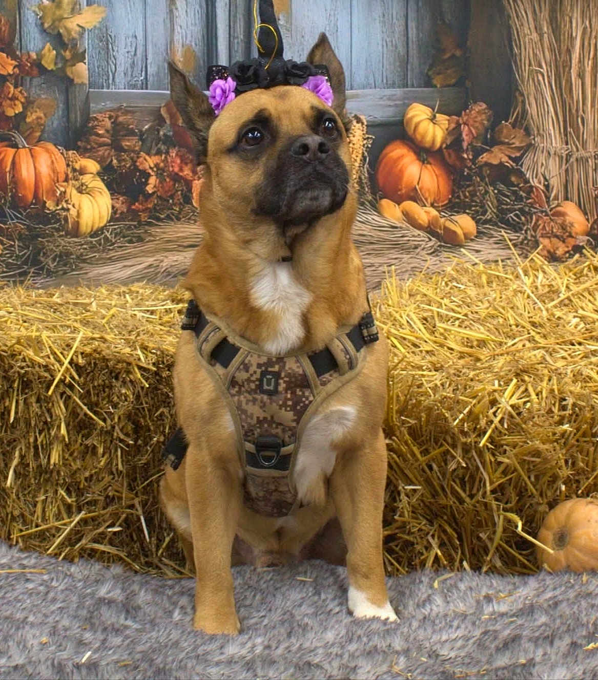 Munch a rejoint le concours — aidez-le/la à gagner de superbes lots ! dog, brown_dog, harness, flower_headband, hay_bales, pumpkins, autumn, fall, decorations, cozy, rug, indoor, portrait, pet, animal, cute, festive, seasonal, sitting, background