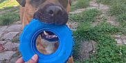 Munch participe au concours pour gagner de l'argent avec cette photo : dog, toy, blue, hand, grass, outdoor, playful, pet, mouth, tug_of_war, backyard, stone_path, brown_dog, fur, ears, human_hand, nature, daylight, chewing, engagement