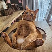 Shelly a rejoint le concours — aidez-le/la à gagner de superbes lots ! cat, ginger_cat, indoor, table, wooden_table, relaxed, paws, feline, pet, cute, orange_fur, pink_paw_pads, curtains, flower_vase, home_decor, sitting, looking_at_camera, cozy, domestic, fur