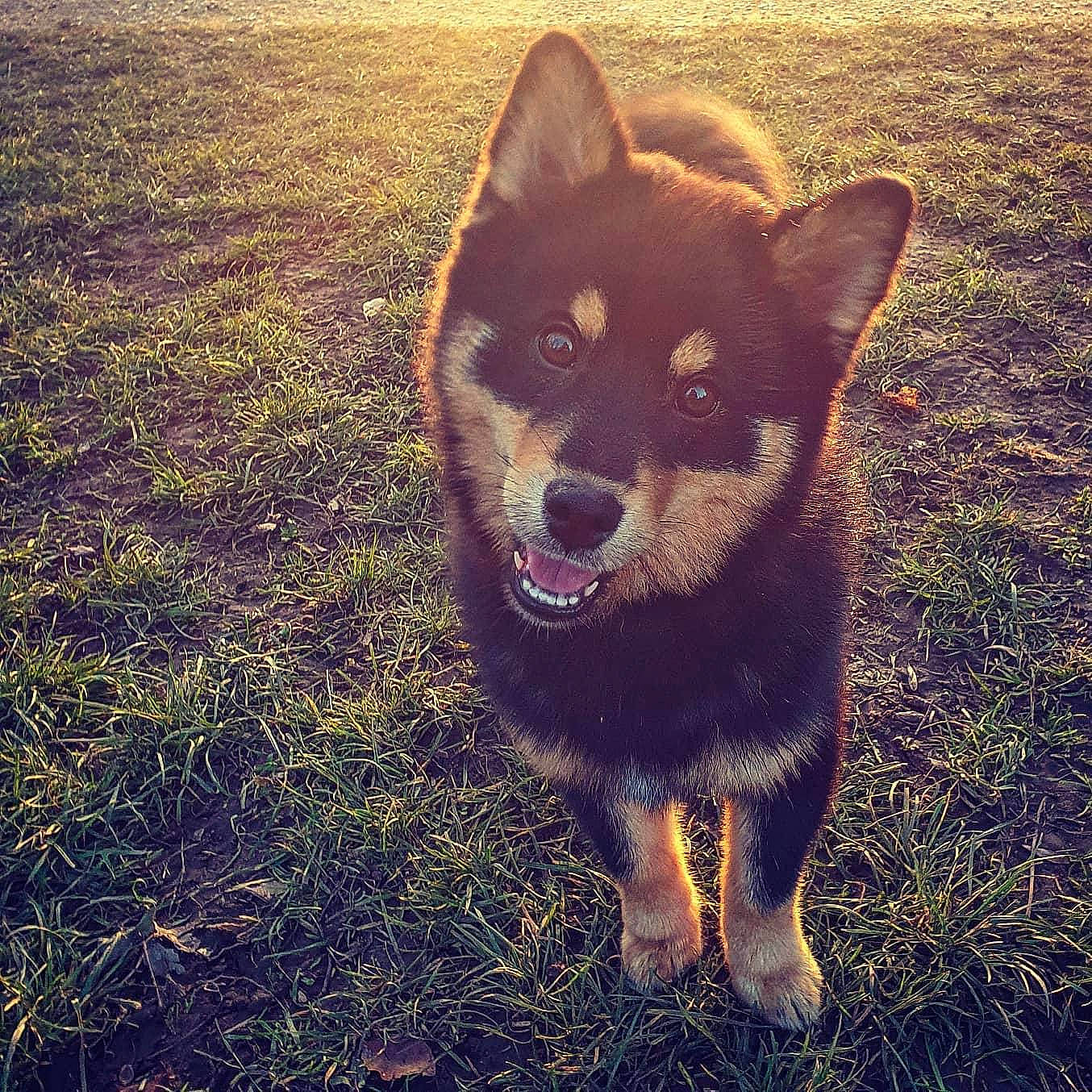 Ron a rejoint le concours — aidez-le/la à gagner de superbes lots ! canidae, carnivore, cloud, companion_dog, dog, dog_breed, fawn, fur, grass, happy, herding_dog, jaw, meteorological_phenomenon, plant, sporting_group, tail, terrestrial_animal, tints_and_shades, tree, whiskers