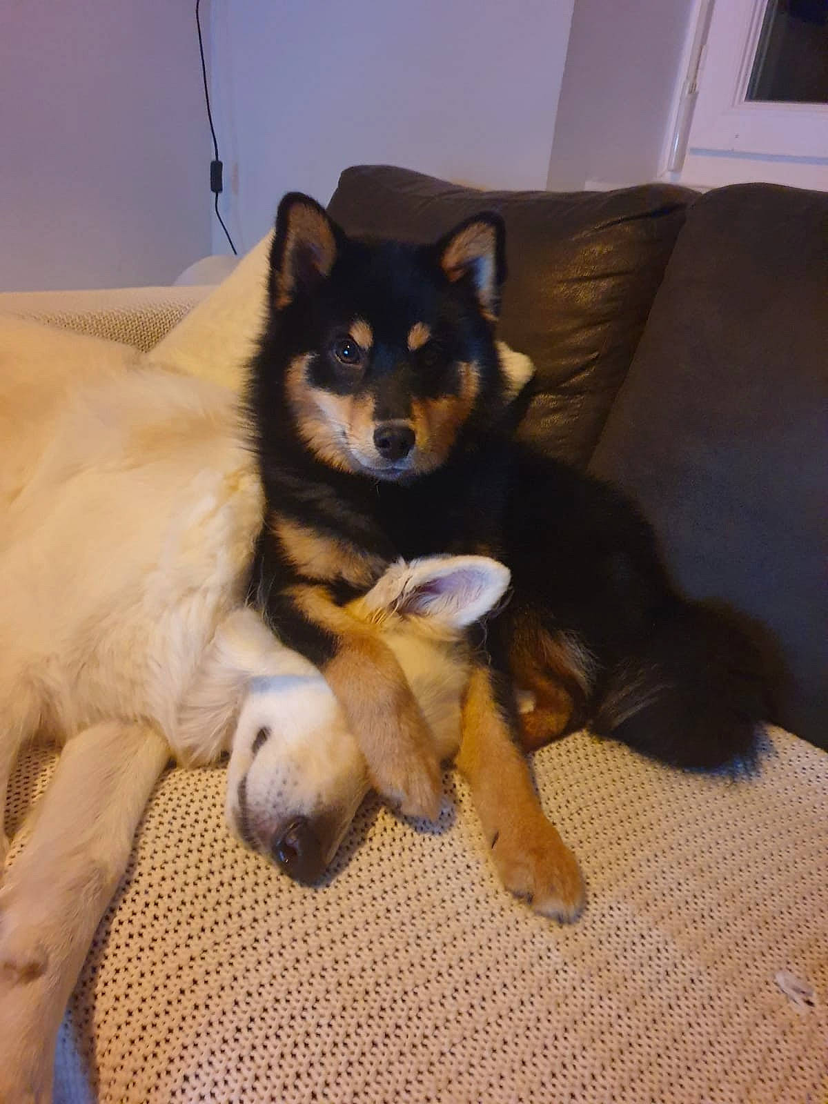 Ron a rejoint le concours — aidez-le/la à gagner de superbes lots ! canis, carnivore, comfort, companion_dog, couch, dog, dog_breed, dog_supply, fawn, flooring, fur, herding_dog, paw, picture_frame, room, snout, sporting_group, tail, working_animal, working_dog