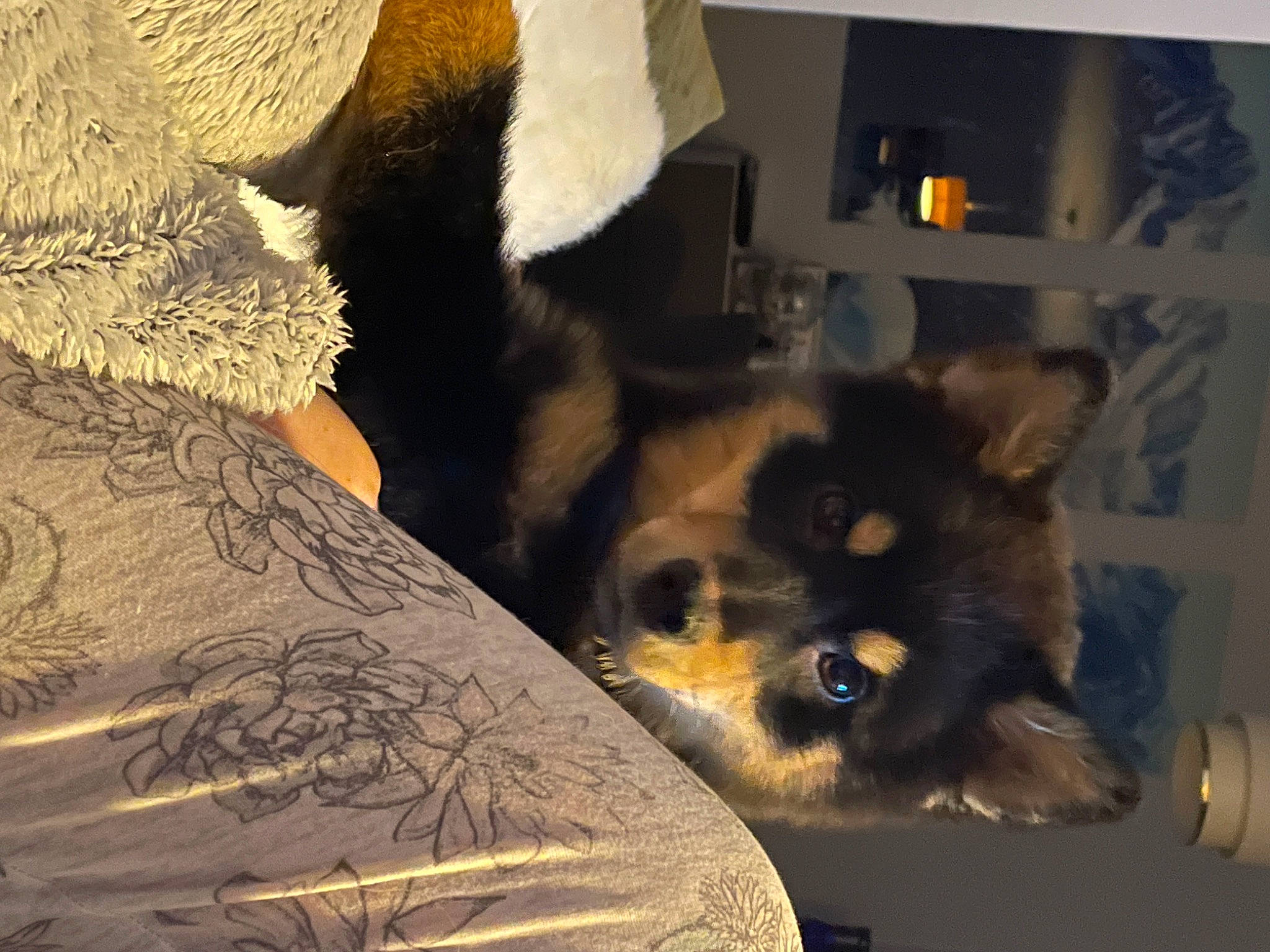 Ron participe au concours pour gagner de l'argent avec cette photo : canidae, carnivore, comfort, companion_dog, dog_breed, fawn, felidae, fur, linens, pattern, paw, room, small_to_medium_sized_cats, snout, terrestrial_animal, tints_and_shades, toy_dog, whiskers, wildlife, window