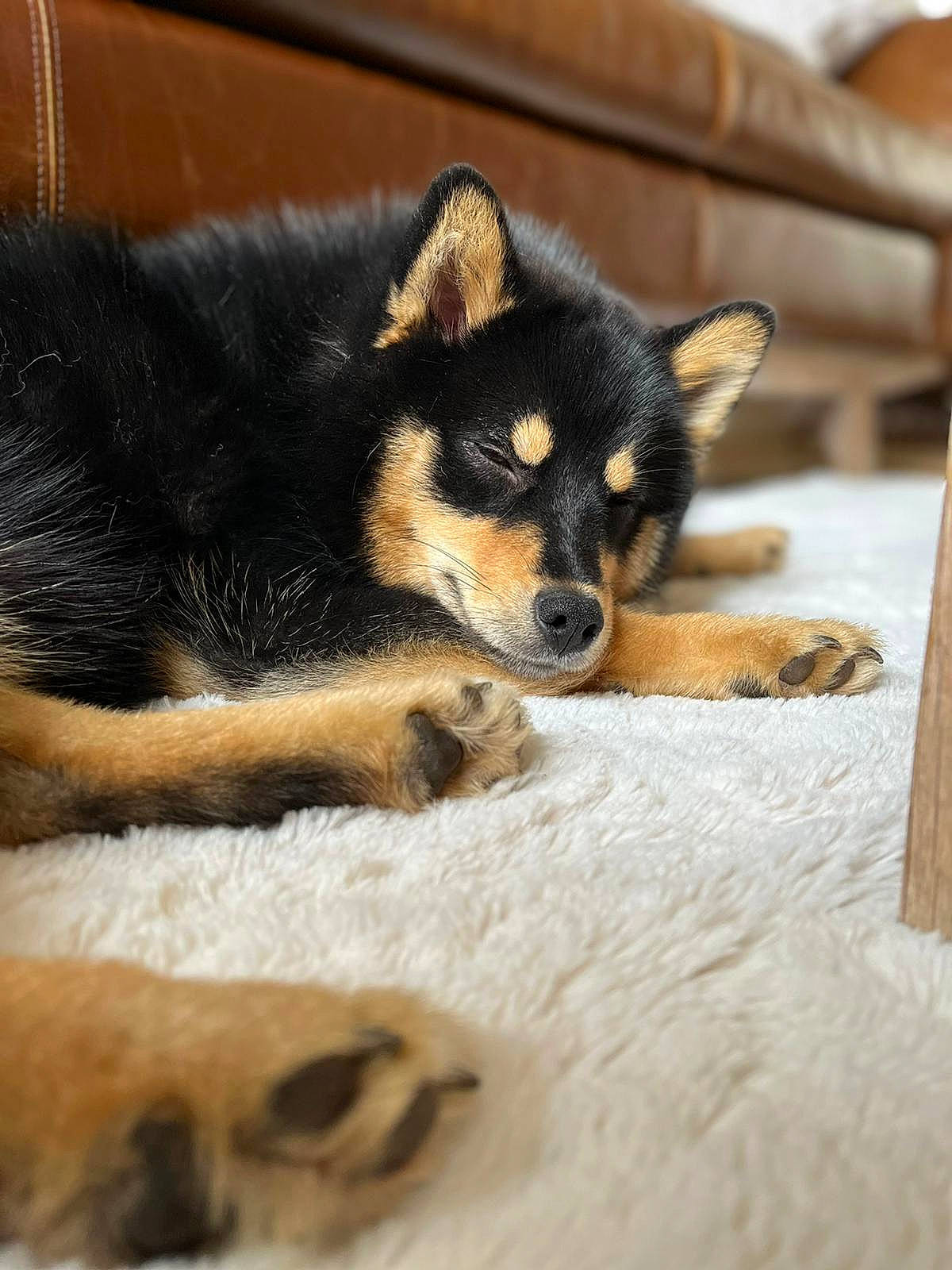 Ron a rejoint le concours — aidez-le/la à gagner de superbes lots ! canidae, carnivore, claw, comfort, companion_dog, corgi_chihuahua, dog, dog_breed, fawn, fur, grey, paw, snout, sporting_group, tail, terrestrial_animal, toy_dog, whiskers, wildlife, working_dog