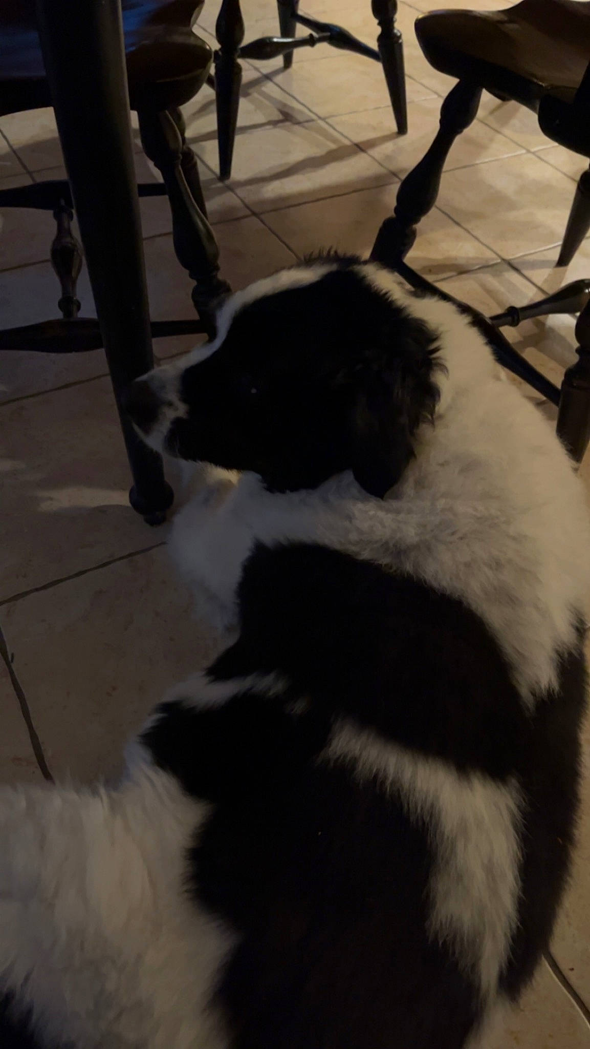 Rocky is registered to the contest to win money with this photo: black, canidae, carnivore, companion_dog, dog, dog_breed, flooring, fur, human_leg, mammal, monochrome, monochrome_photography, shadow, snout, sporting_group, tail, terrestrial_animal, vertebrate, white, working_animal