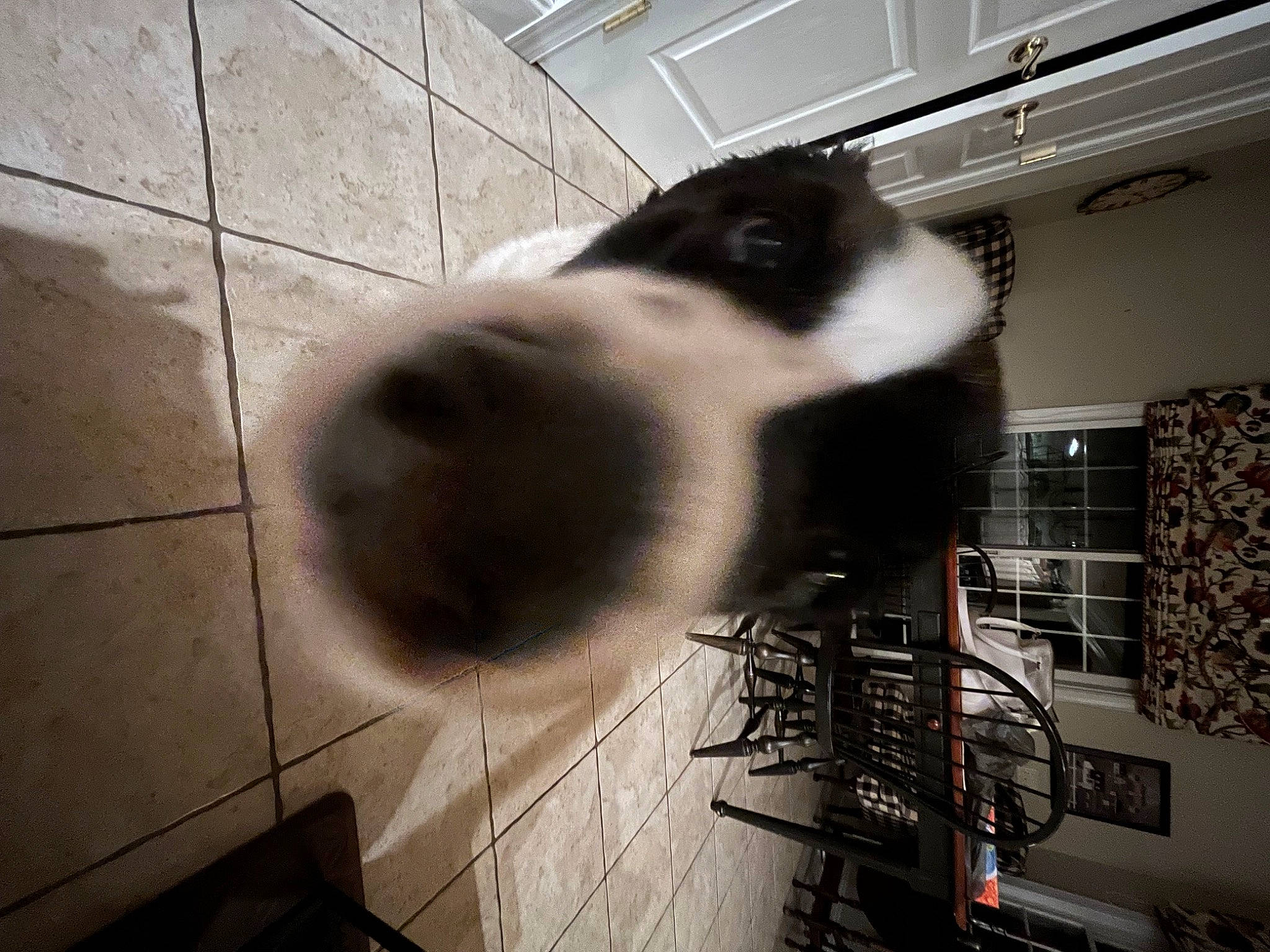 Rocky is registered to the contest to win money with this photo: canidae, carnivore, companion_dog, dog, dog_breed, flooring, fur, metal, monochrome, monochrome_photography, paw, pet_supply, sporting_group, tail, whiskers