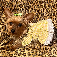 Punkin joined the competition — help win amazing prizes! accessory, blanket, bow, closeup, cozy, cute, dog, dress, ears, eyes, fur, indoor, leopard_print, nose, outfit, pet, portrait, small_dog, yellow_dress, yorkshire_terrier