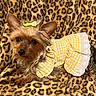 accessory, blanket, bow, closeup, cozy, cute, dog, dress, ears, eyes, fur, indoor, leopard_print, nose, outfit, pet, portrait, small_dog, yellow_dress, yorkshire_terrier