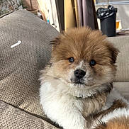 Vex is registered to the contest to win money with this photo: blue_eyes, brown_fur, canine, closeup, companion, couch, cozy, cute, dog, domestic_animal, fluffy, furniture, home, indoor, pet, portrait, puppy, relaxed, white_fur, young_dog