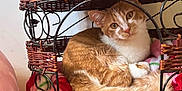 Ginger joined the competition — help win amazing prizes! animal, blanket, cage, cat, comfort, cozy, curious, cute, domestic_cat, feline, fur, home, indoor, metal_frame, orange_cat, pet_bed, relaxed, resting, small_pet, wicker