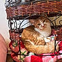 animal, blanket, cage, cat, comfort, cozy, curious, cute, domestic_cat, feline, fur, home, indoor, metal_frame, orange_cat, pet_bed, relaxed, resting, small_pet, wicker
