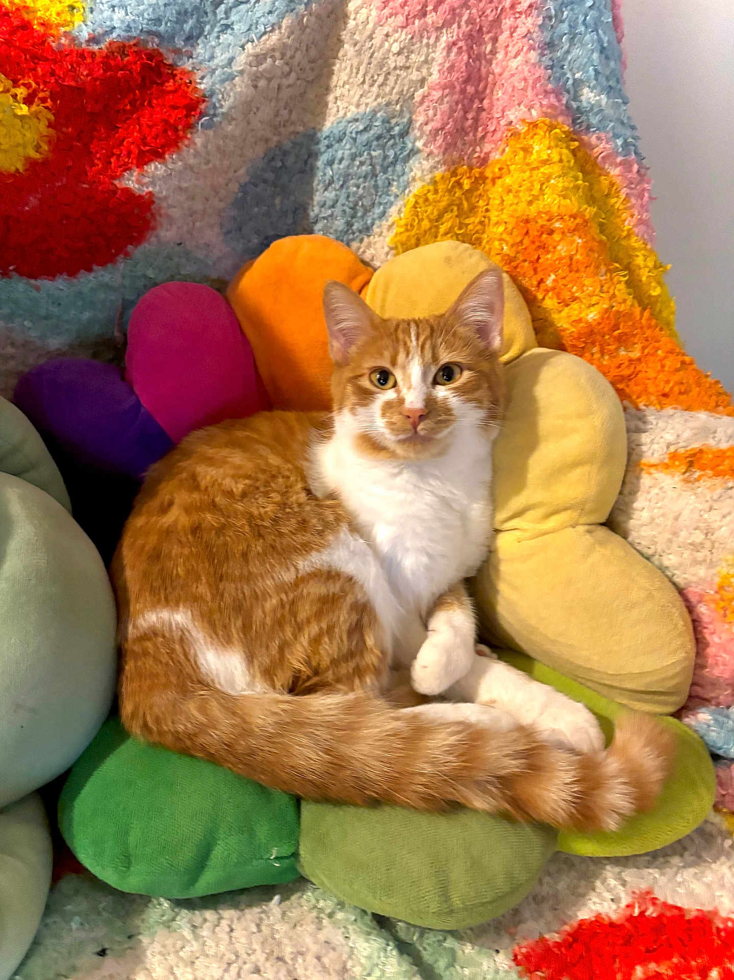 Ginger