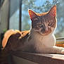 animal, blurred_background, cat, closeup, daylight, ears, eyes, feline, fur, ginger_cat, houseplant, indoor, pet, portrait, relaxed, resting, sunlight, whiskers, white_cat, windowsill