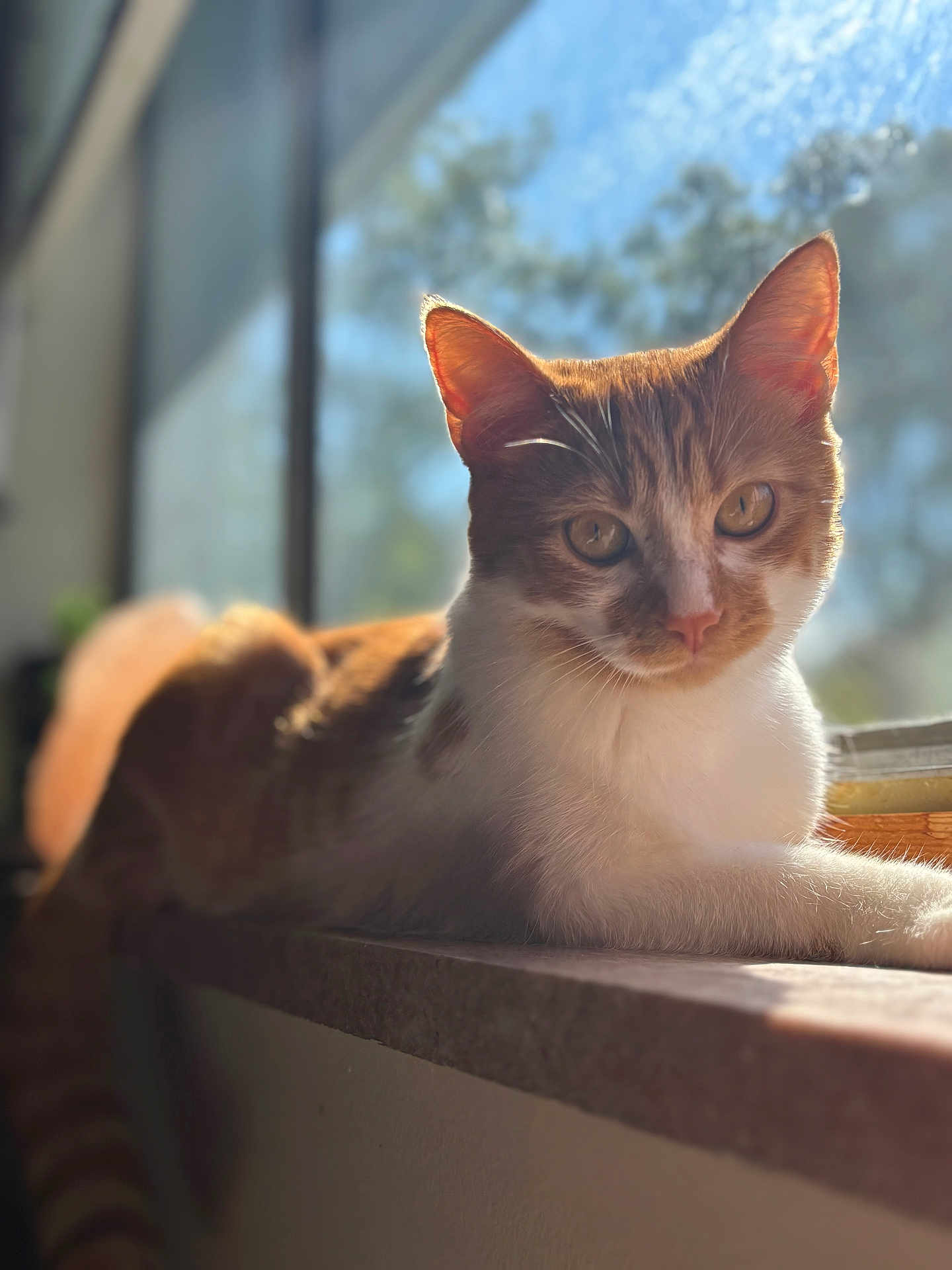 Ginger